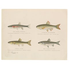 Antique Print of the Creek Chub and Others Made after Denton, circa 1902