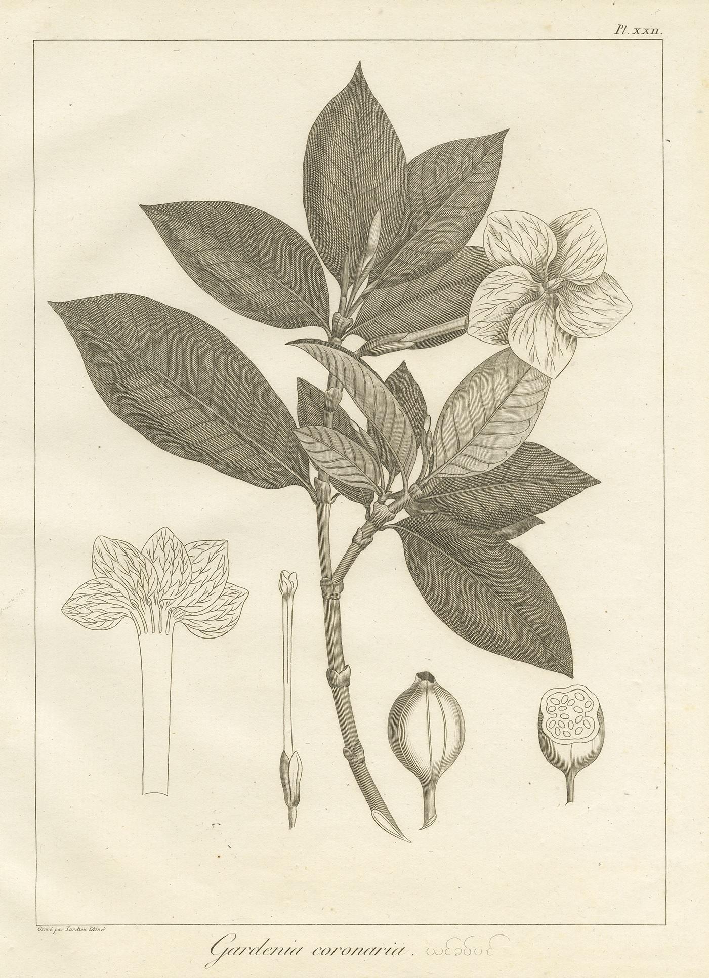 Antique print titled 'Gardenia coronaria'. Print of the crown gardenia plant. This print originates from 'Relation de l'Ambassade Anglaise, envoyée en 1795 dans le Royaume d'Ava, ou l'Empire des Birmans' by M. Symes. Published 1800.