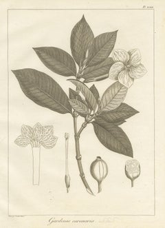 Antique Print of the Crown Gardenia Plant by Symes, '1800'