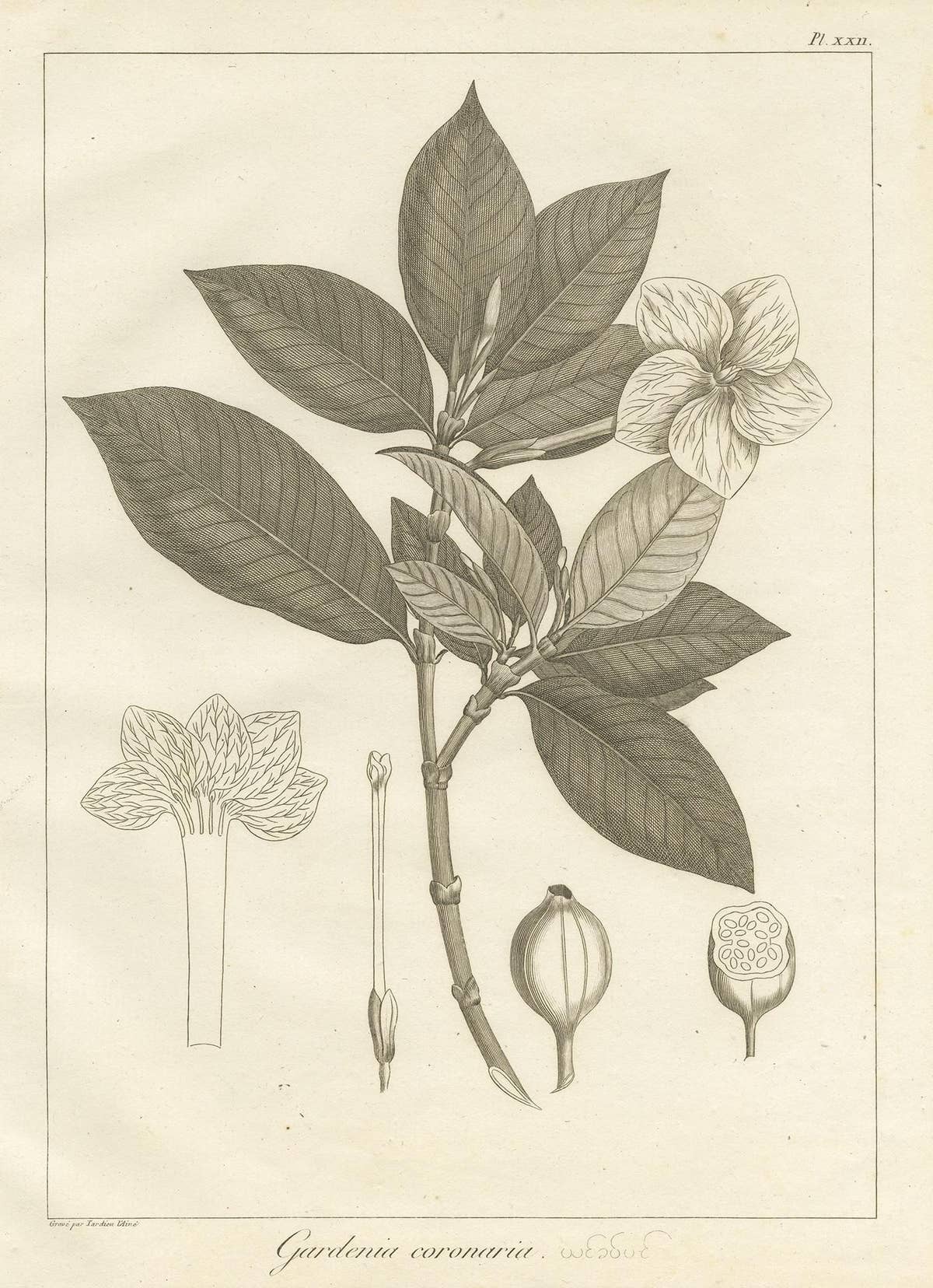Antique Print of the Crown Gardenia Plant by Symes, '1800'