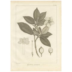 Antique Print of the Crown Gardenia Plant by Symes, '1800'