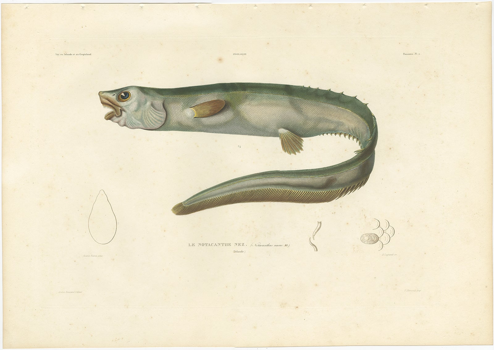 Antique Print of the Deep-Sea Spiny Eel (Notacanthus Nasus) – Paris, 1845

This beautifully hand-colored lithograph features Le Notacanth Nez (Notacanthus Nasus), known as the Deep-Sea Spiny Eel, a rare and mysterious species that inhabits the deep
