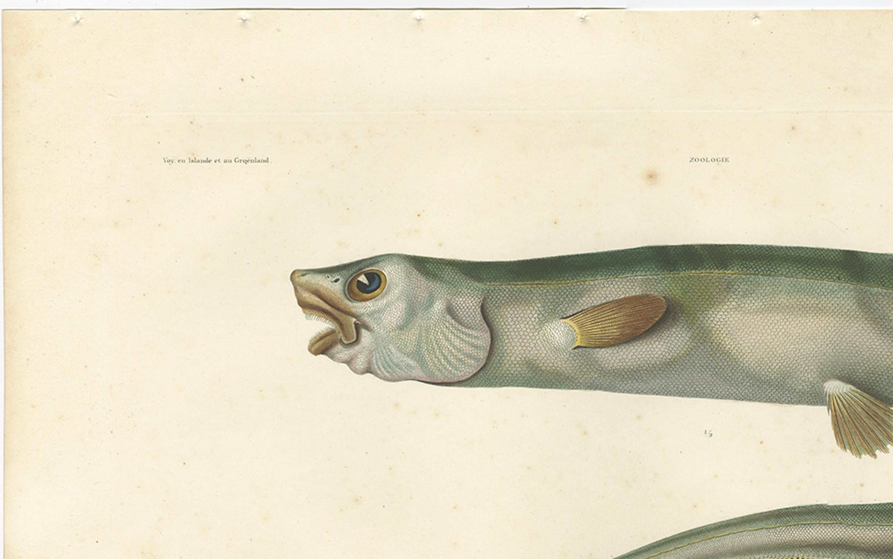 Antique Print of the Deep-Sea Spiny Eel (Notacanthus nasus) – Paris, 1845 In Good Condition For Sale In Langweer, NL