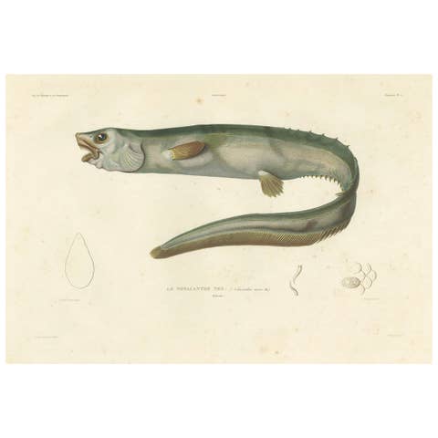 Antique Print of the Deep-Sea Spiny Eel (Notacanthus nasus) – Paris, 1845