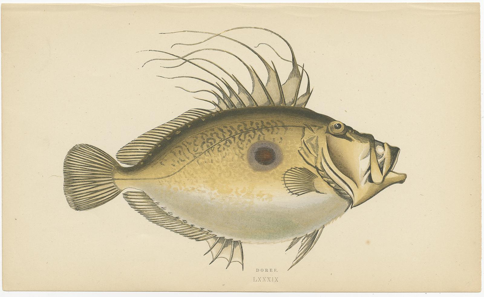 Antique fish print titled 'Doree'. This print originates from 'Fishes of the British Islands' by Jonathan Couch. Jonathan Couch (1789-1870) was one of the pioneering natural historians of the 19th century.