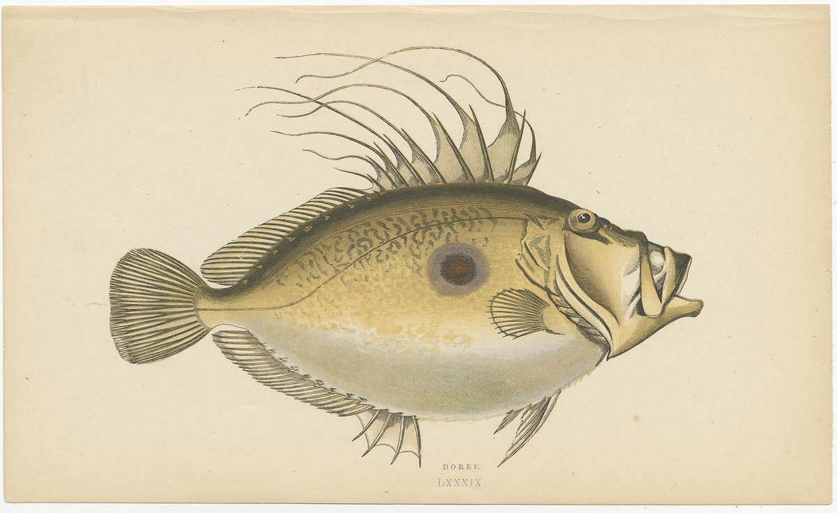 Antique Print of the Dory Fish by J. Couch, circa 1870