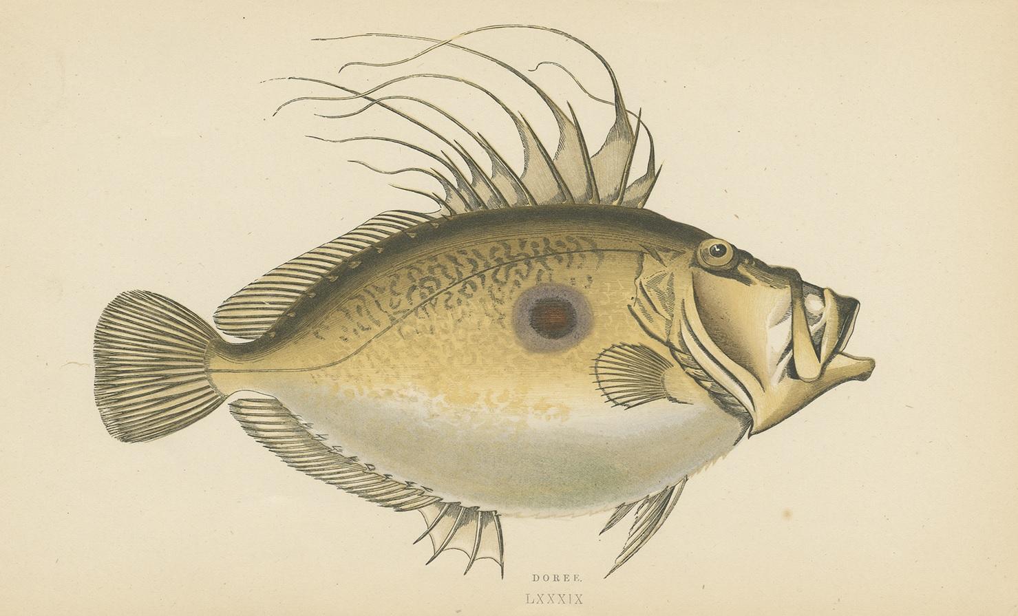 Antiker Druck des Dory-Fisches von J. Couch, um 1870 im Zustand „Gut“ im Angebot in Langweer, NL
