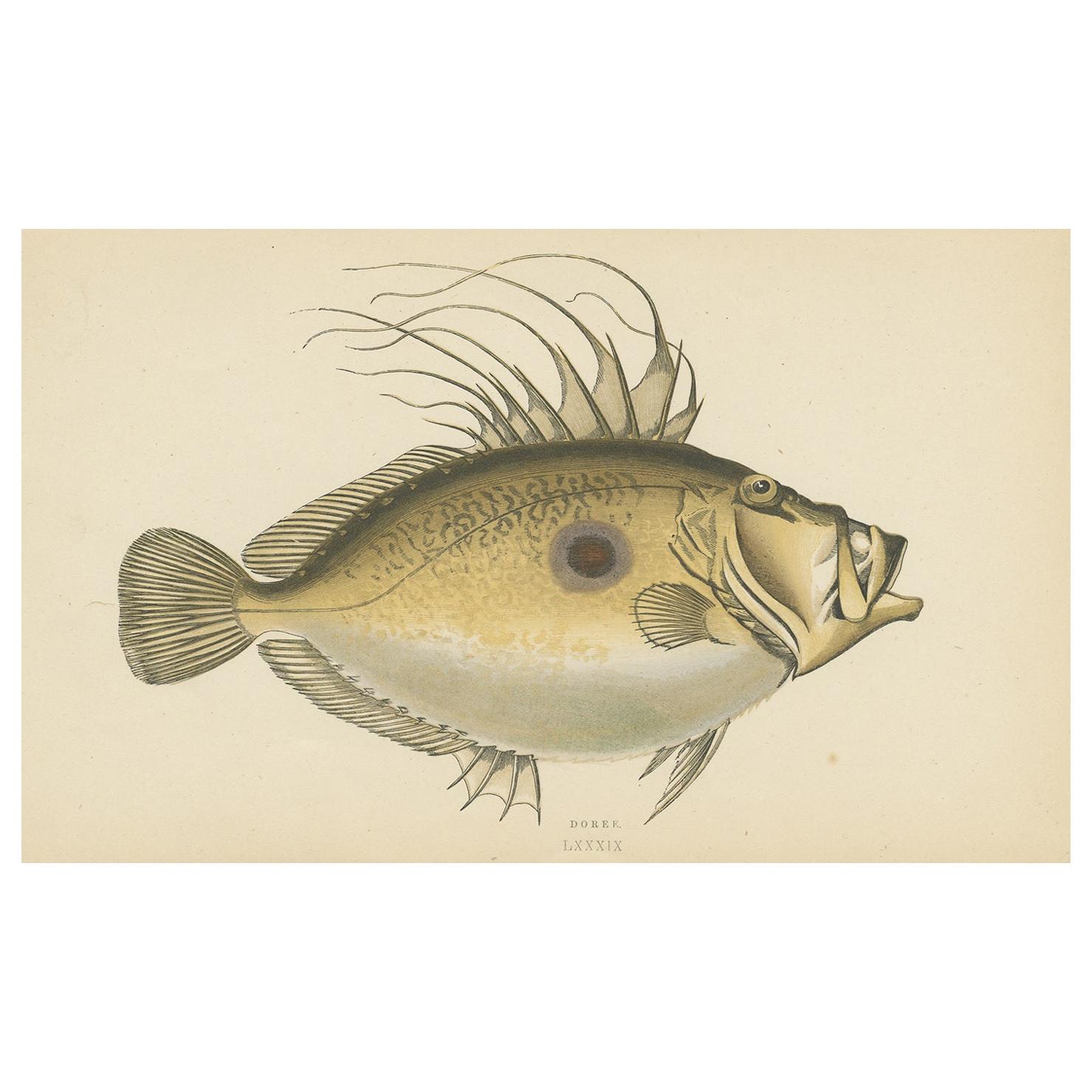 Antiker Druck des Dory-Fisches von J. Couch, um 1870