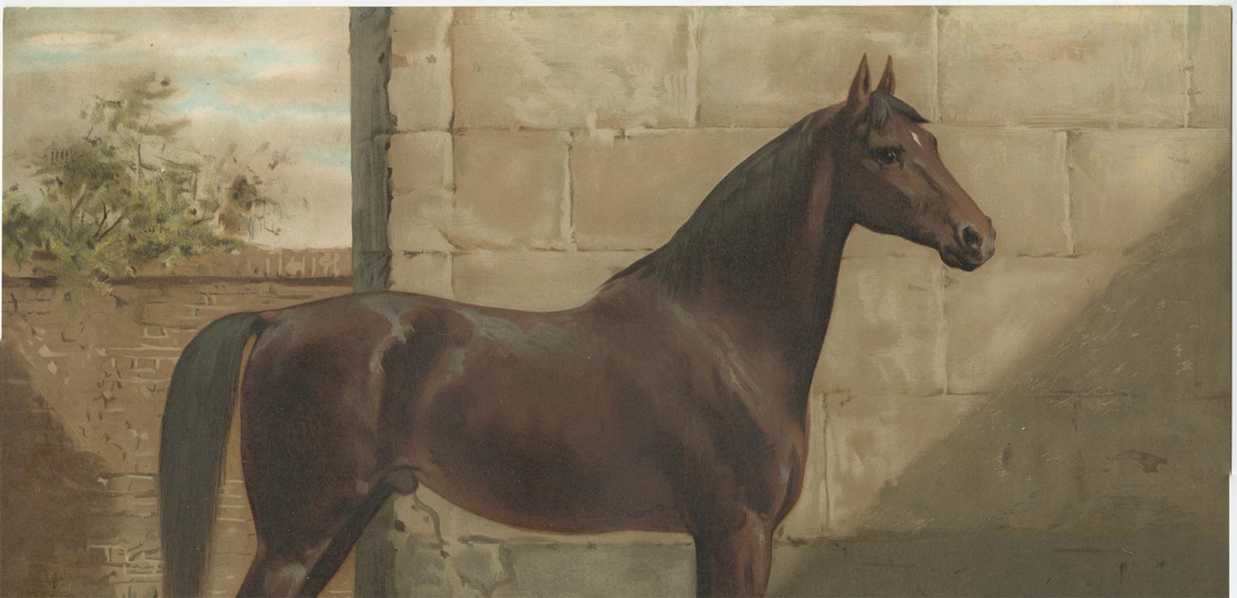 Antique Print of the East Prussian Horse by O. Eerelman, 1898 In Good Condition For Sale In Langweer, NL