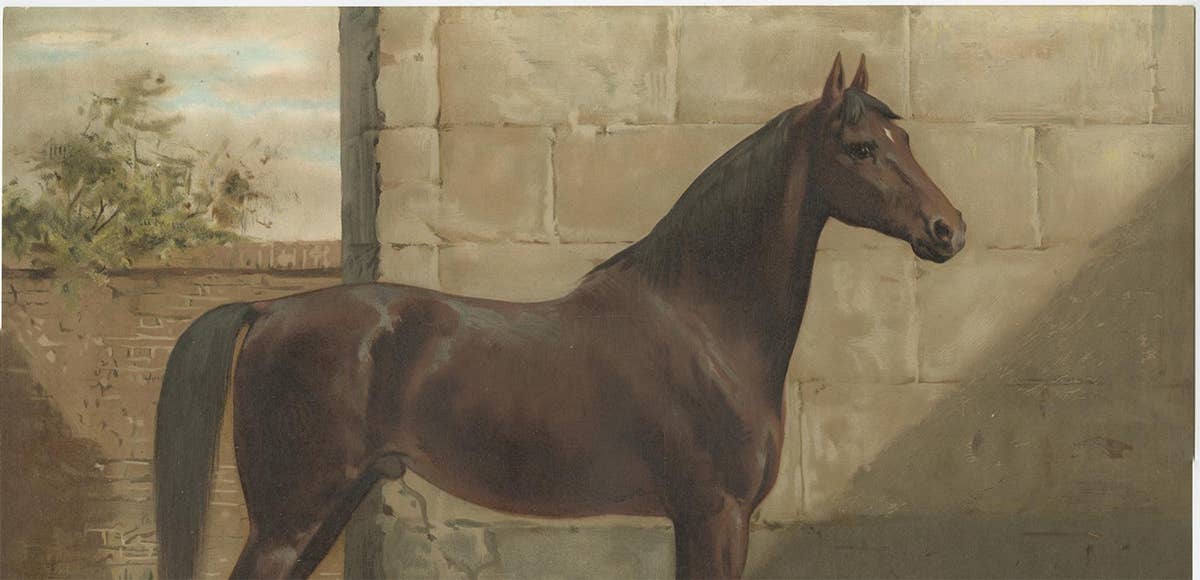 Antique Print of the East Prussian Horse by O. Eerelman, 1898