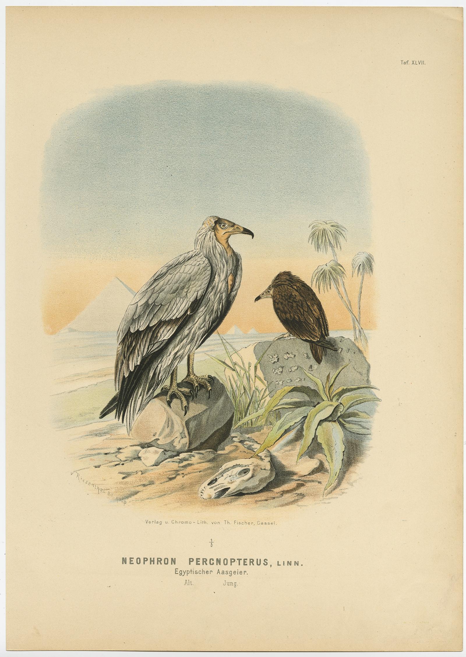 Antique print, titled: 'Taf. XLVII. Neophron Percnopterus, Egyptischer Aasgeier. Alt - Jung.' 

This plate shows the Egyptian vulture (Neophron percnopterus), also called the white scavenger vulture or pharaoh's chicken, adult and young.

This