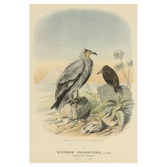 Stampa antica del Capovaccaio o Pollo avvoltoio bianco, 1894