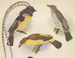 Antique Print of the Enameled Bird, Shield-Bill & Loria's Bird, 1950