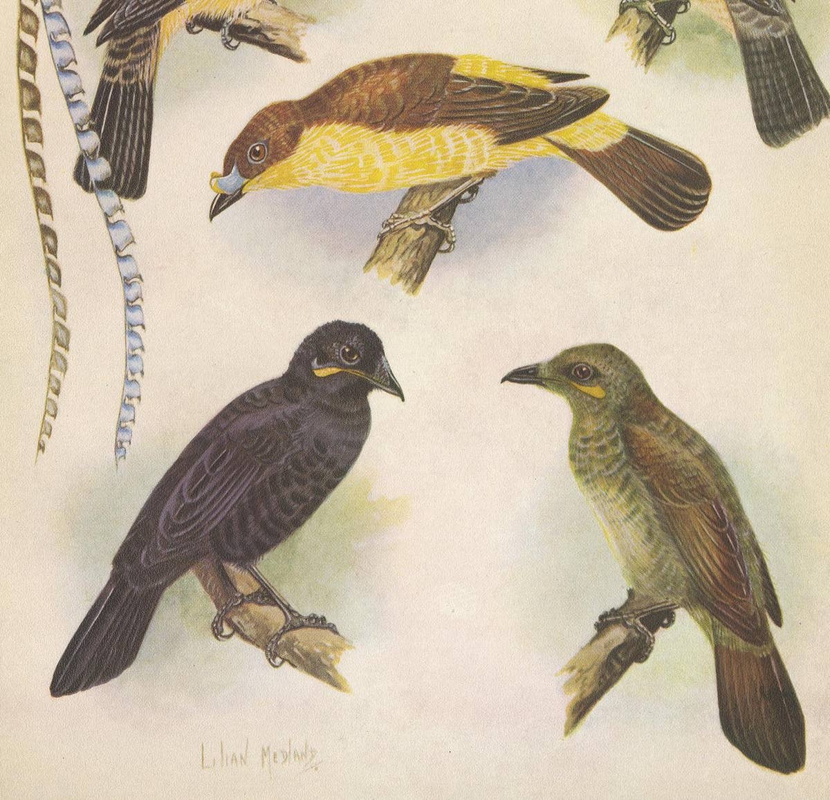 Antique Print of the Enameled Bird, Shield-Bill & Loria's Bird, 1950