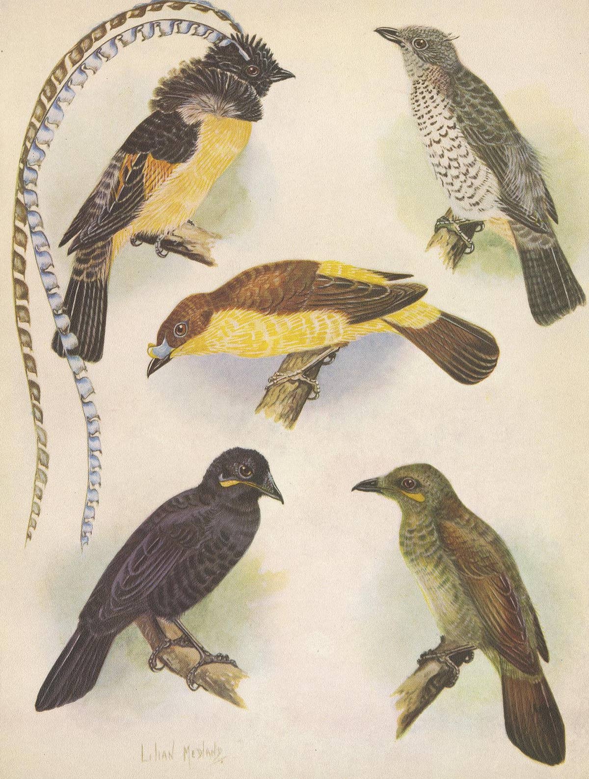 Antique Print of the Enameled Bird, Shield-Bill & Loria's Bird, 1950