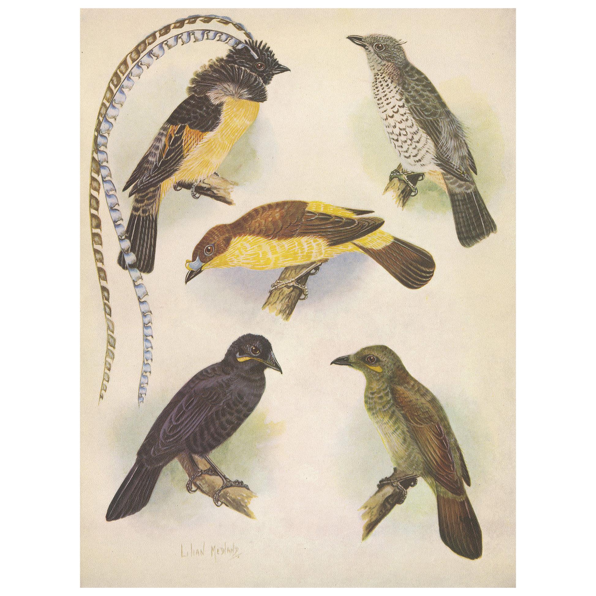 Antique Print of the Enameled Bird, Shield-Bill & Loria's Bird, 1950