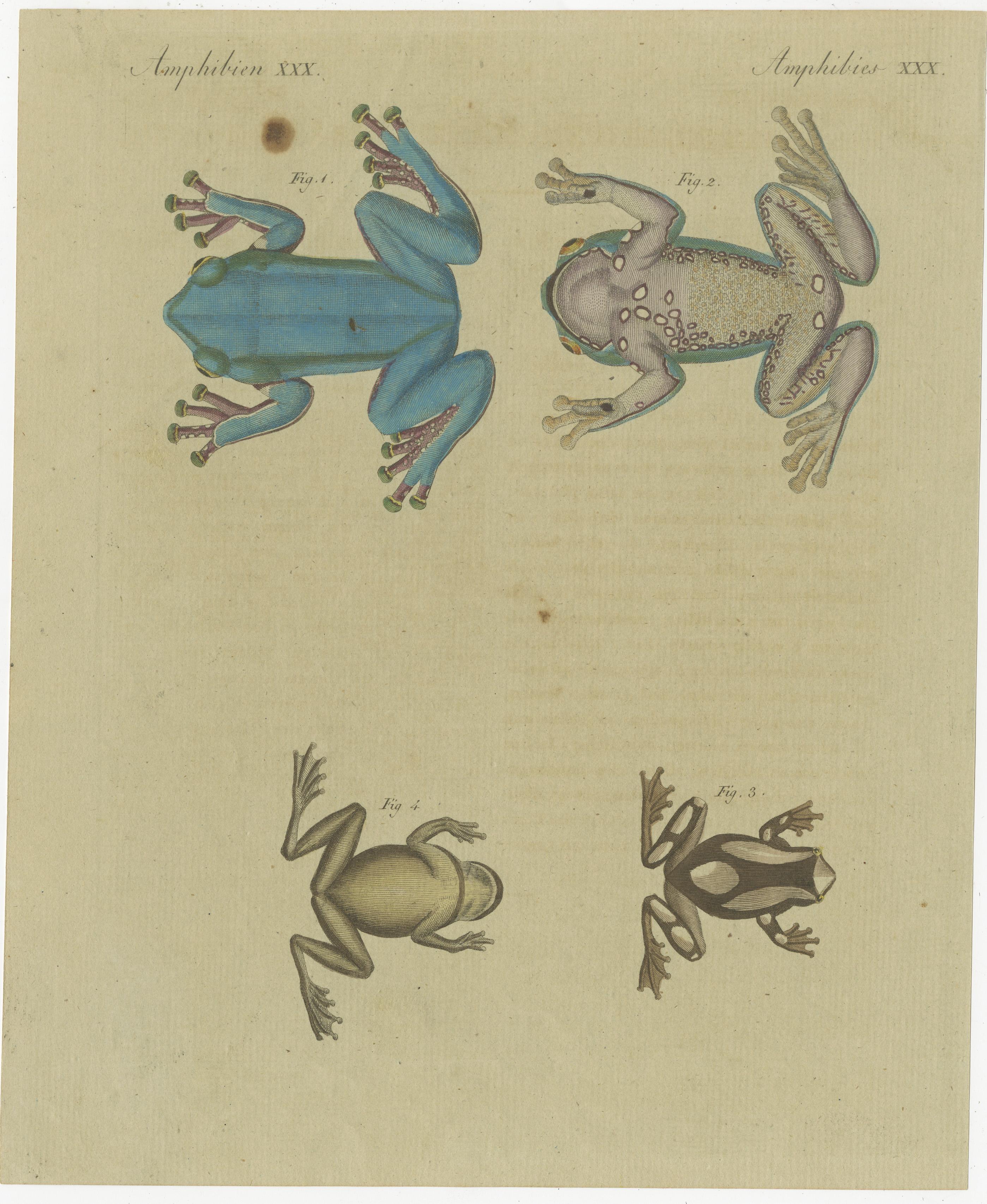 Originaler antiker Druck des Europäischen Laubfroschs (Hyla arborea), eines kleinen Laubfroschs. Dieser Druck stammt aus dem 