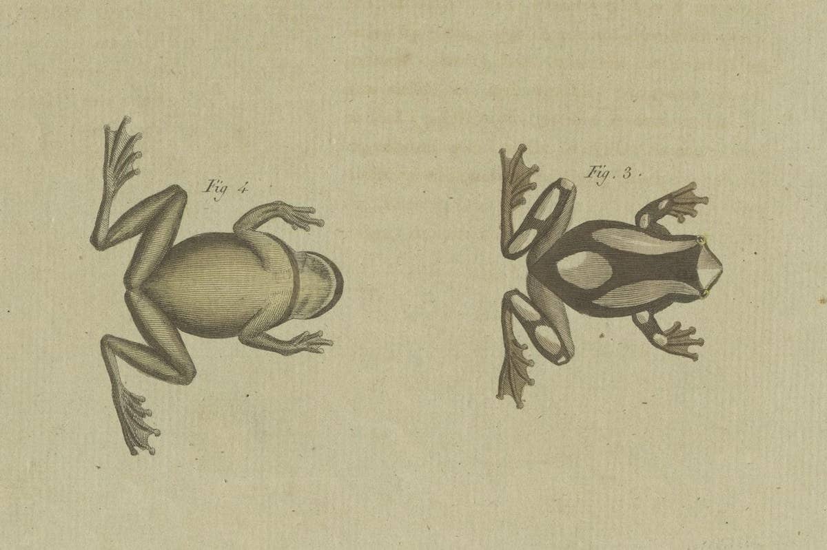 Antique Print of the European Tree Frog 'Hyla Arborea'