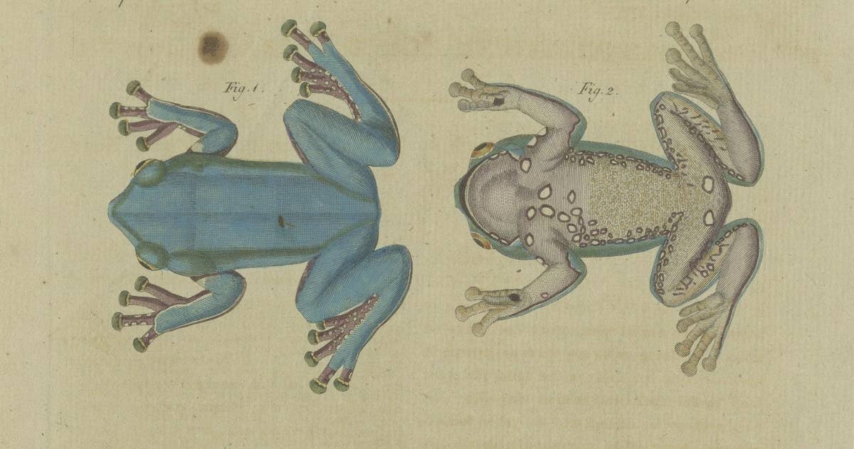 Antique Print of the European Tree Frog 'Hyla Arborea'