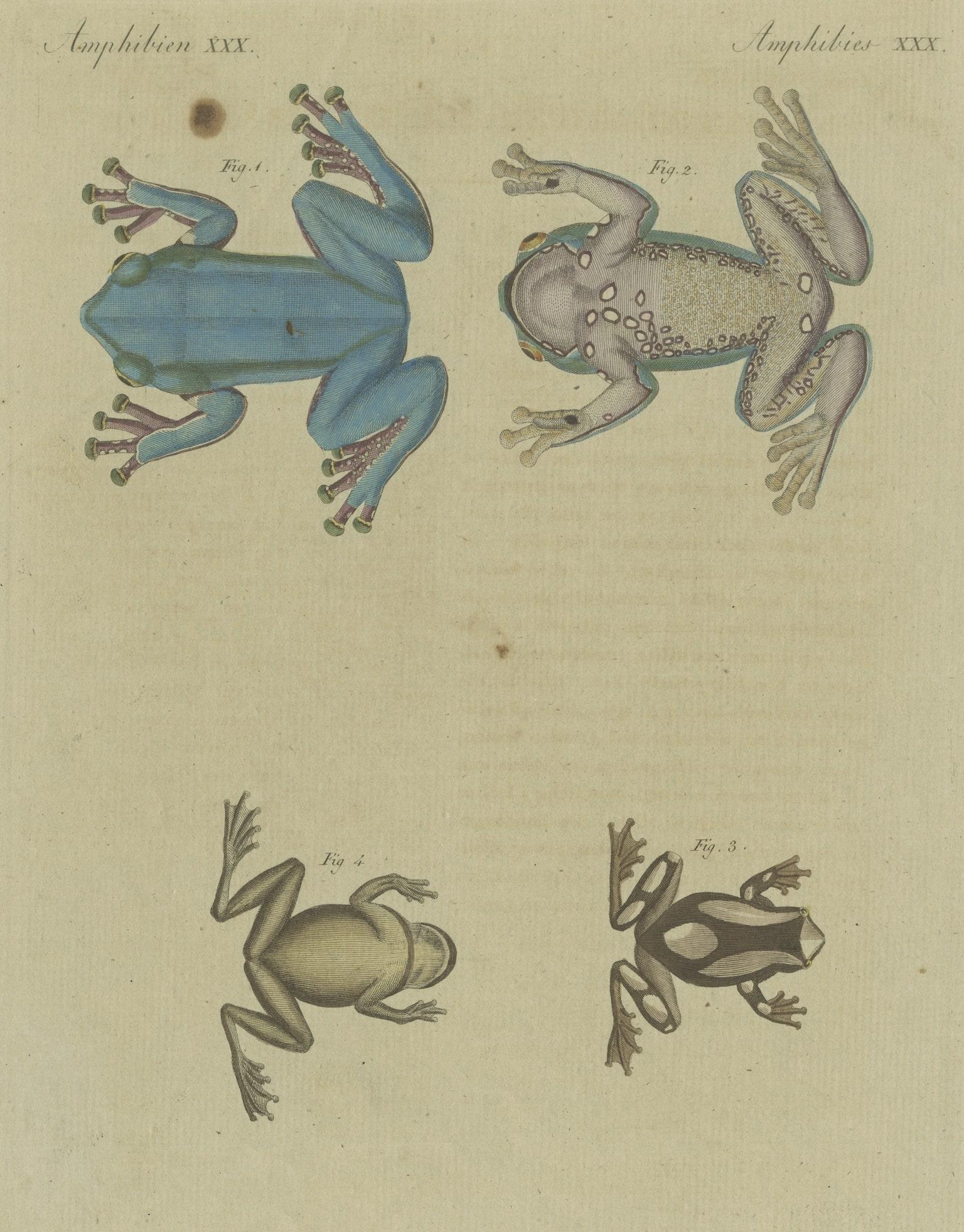 Antique Print of the European Tree Frog 'Hyla Arborea' In Fair Condition For Sale In Langweer, NL