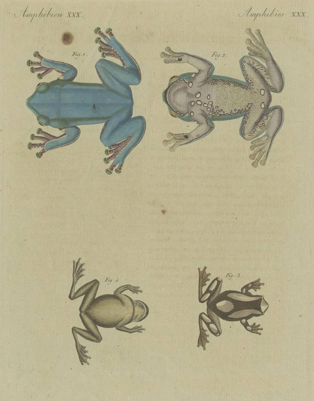Antique Print of the European Tree Frog 'Hyla Arborea'