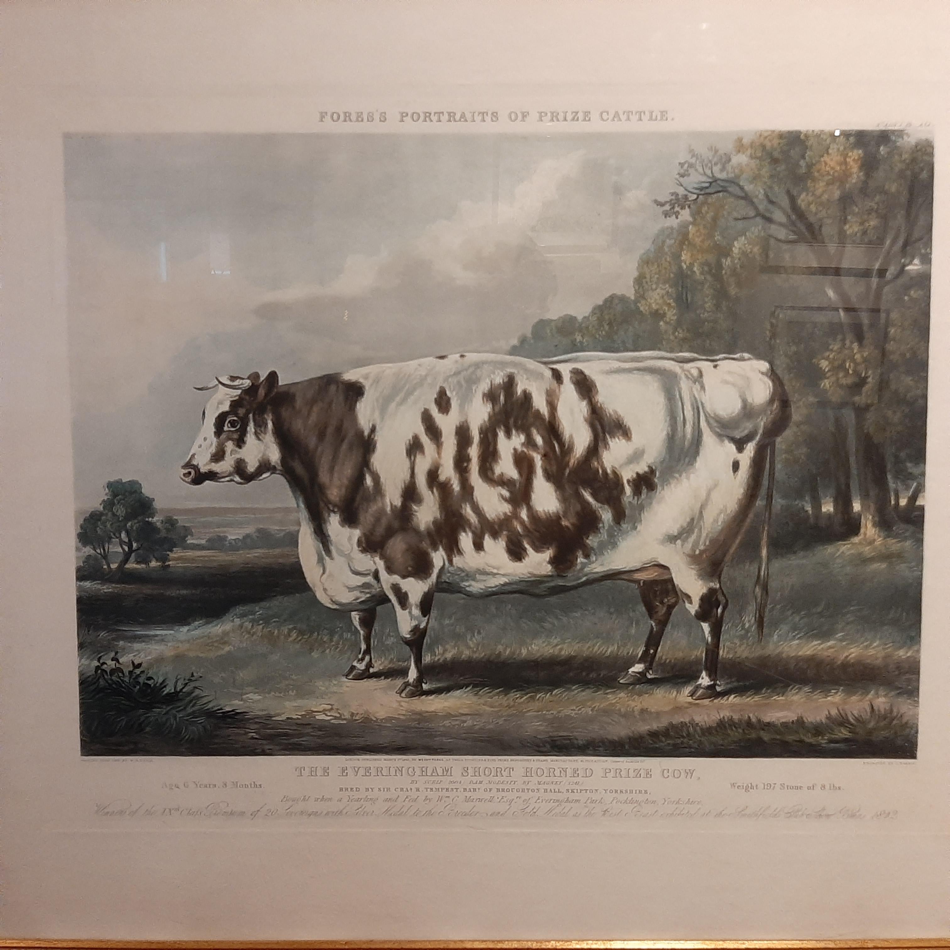 Antique print titled 'The Everingham Short Horned Prize Cow'. Aquatint of prize cattle. Engraved by J.Harris after a painting by W.H. Davis. It is inscribed below the image 'Bred by Sir Charles R. Tempest, Bart. of Broughton Hall, Skipton,