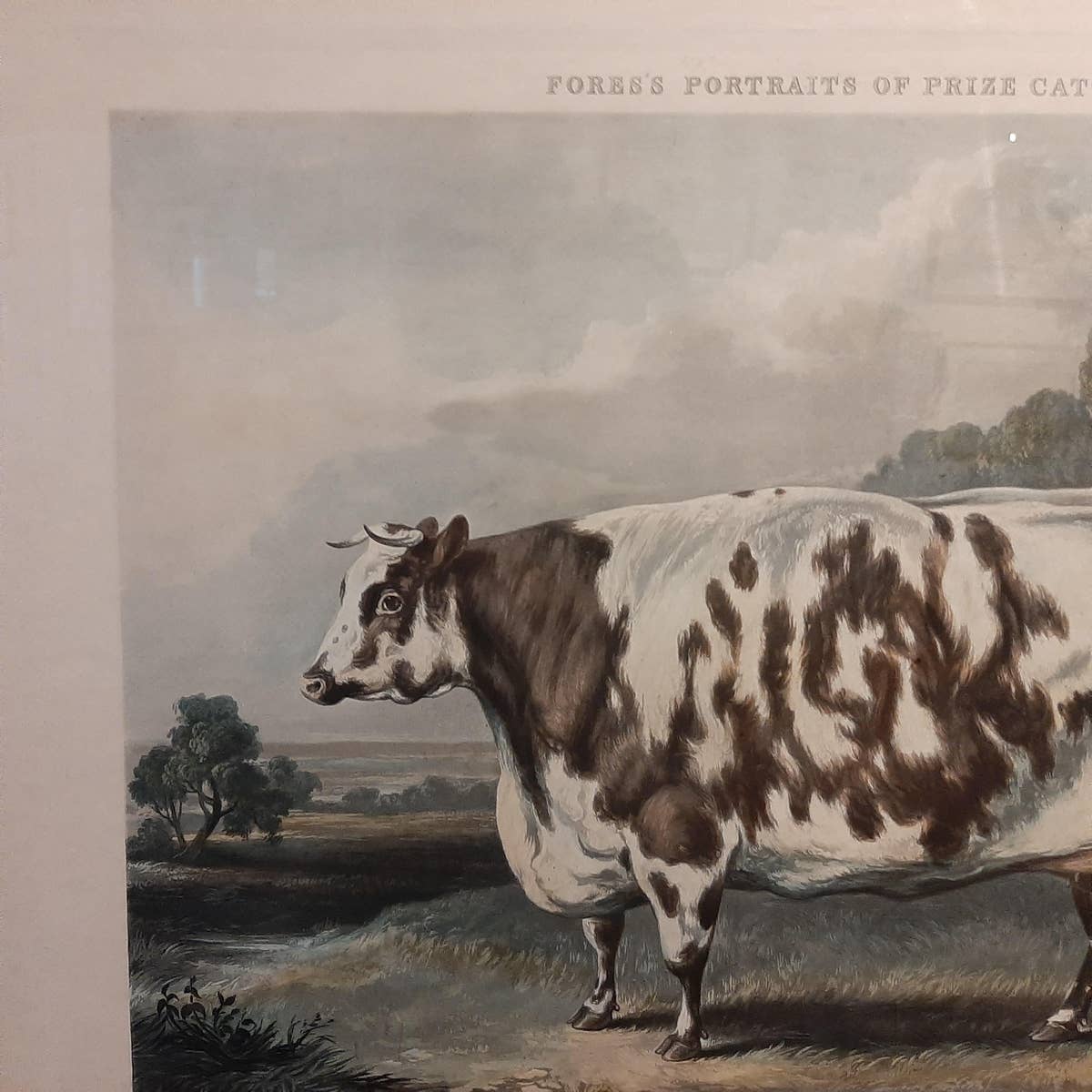 Antique Print of the Everingham Short Horned Prize Cow, 1843