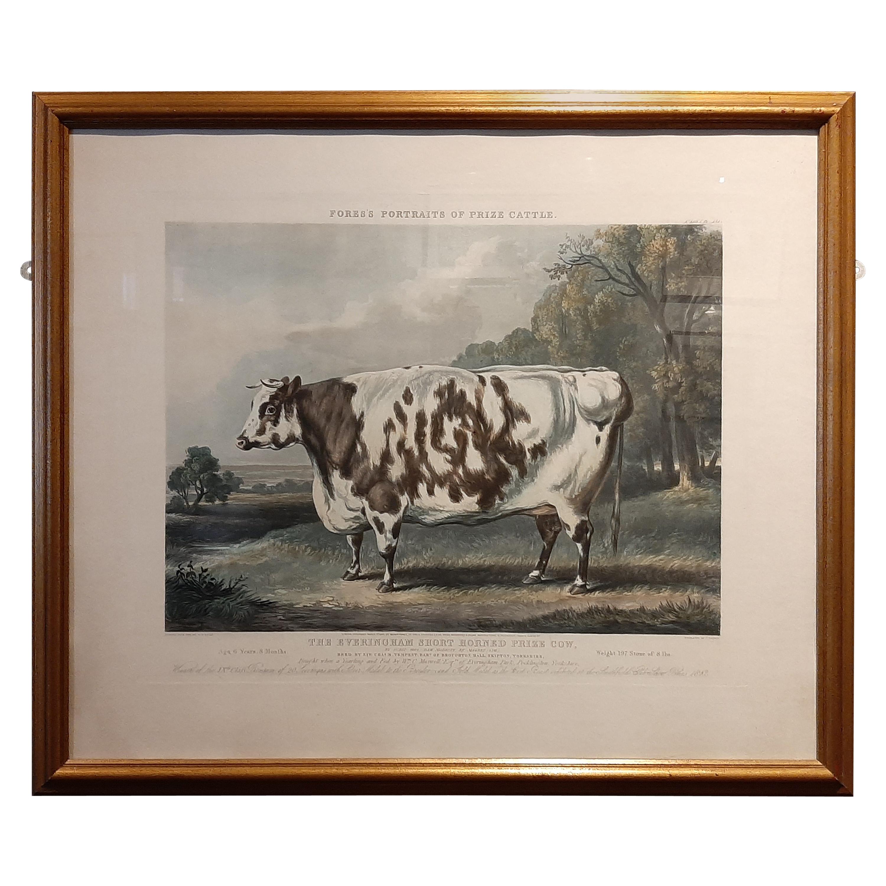 Antique Print of the Everingham Short Horned Prize Cow, 1843 For Sale