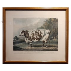 Antique Print of the Everingham Short Horned Prize Cow, 1843