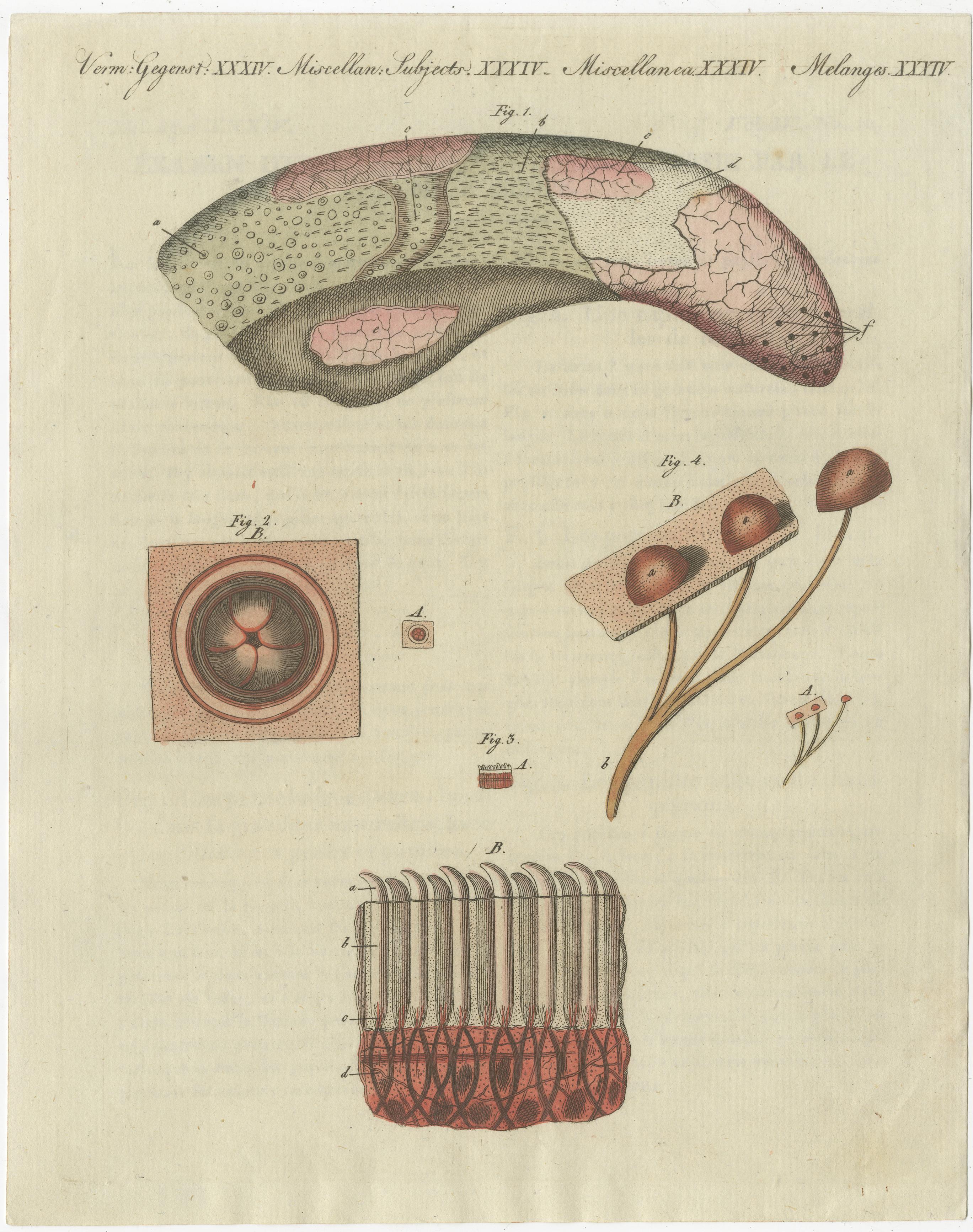 19th Century Antique Print of the Examination of a Beef Tongue of a Cow For Sale