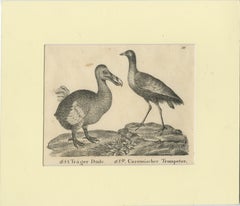 Antique Print of The Extinct Dodo and the Trumpeter Bird, 18th Century
