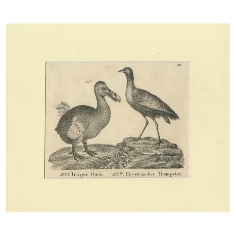 Antique Print of The Extinct Dodo and the Trumpeter Bird, 18th Century
