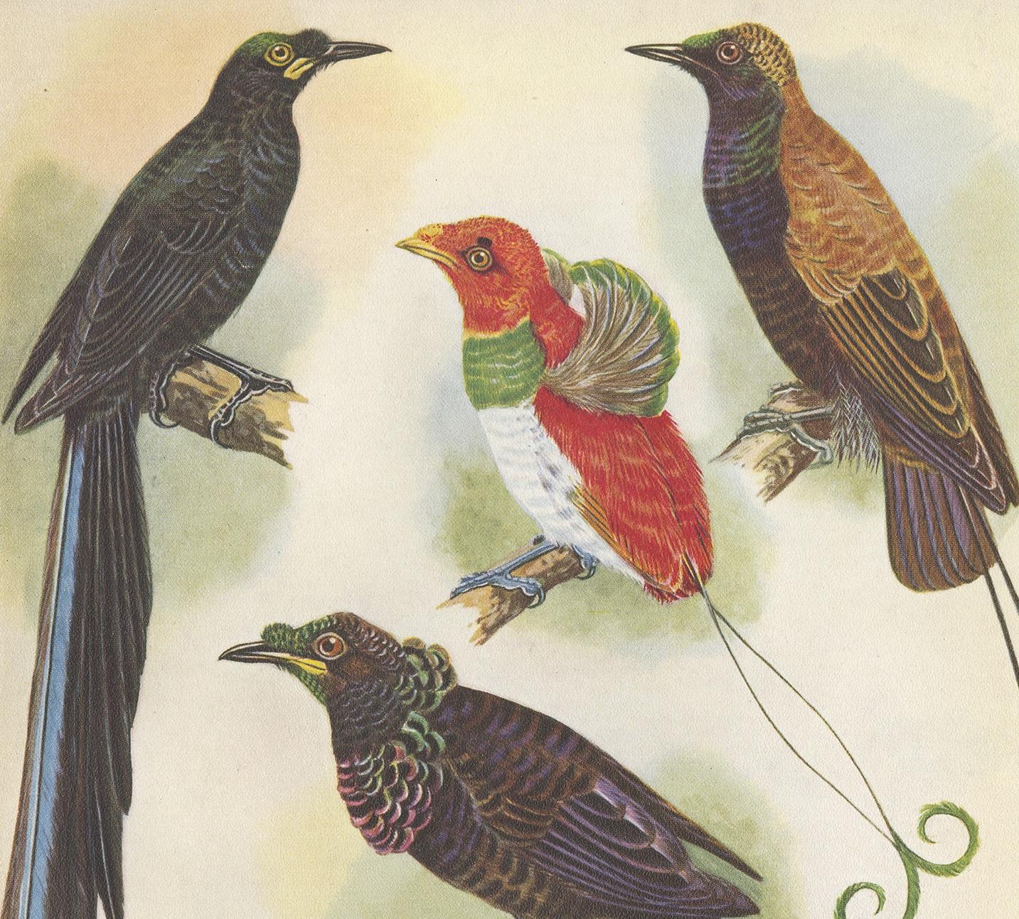 Decorative print illustrating the false-lobed Longtail, Ruys' Bird of Paradise, lonely little King, sharpe's lobe-bill and paradise crow. This authentic print originates from 'Birds of Paradise and Bower Birds' by Tom Iredale. With colored