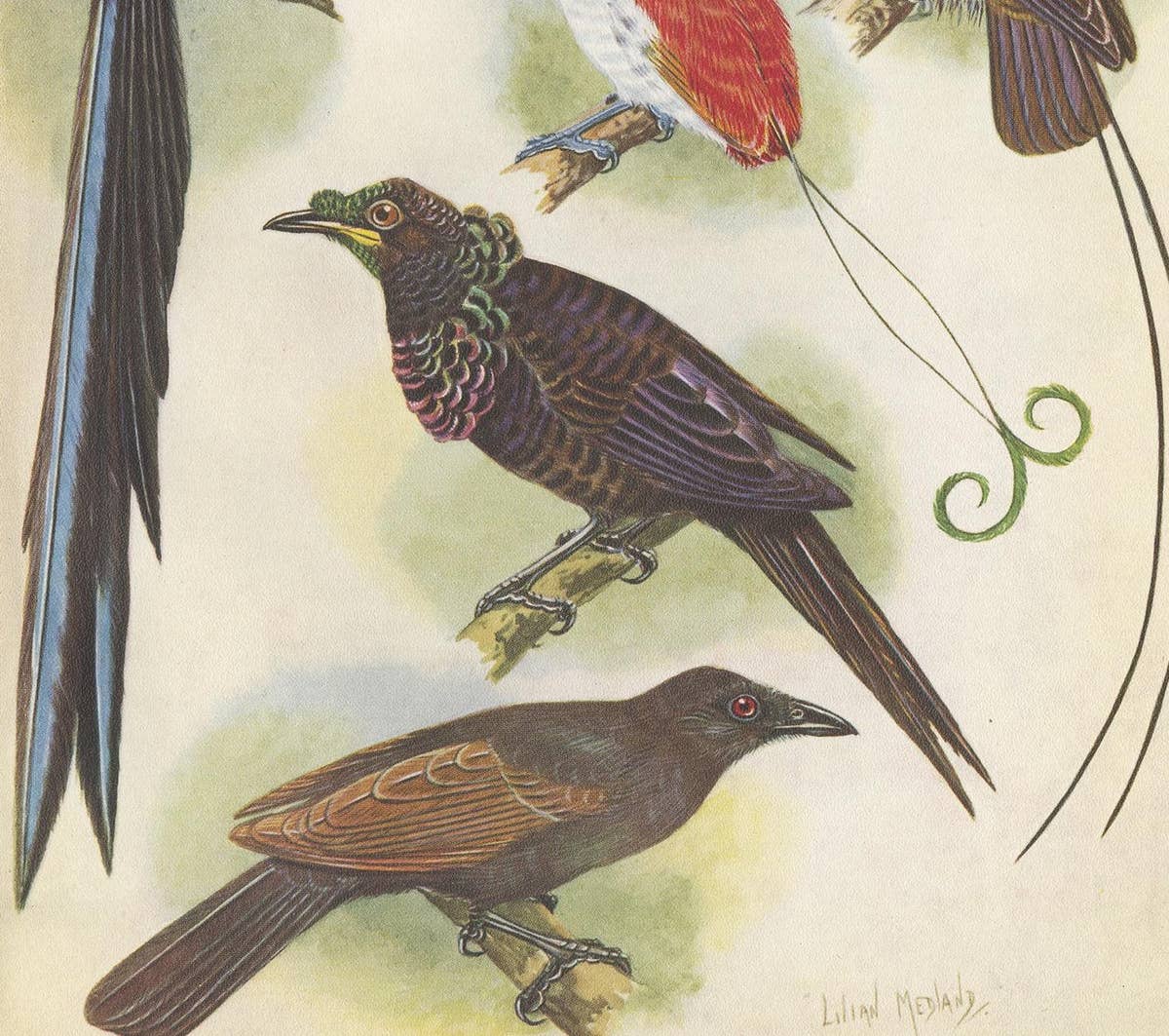 Antique Print of the False-Lobed Longtail and Others, 1950