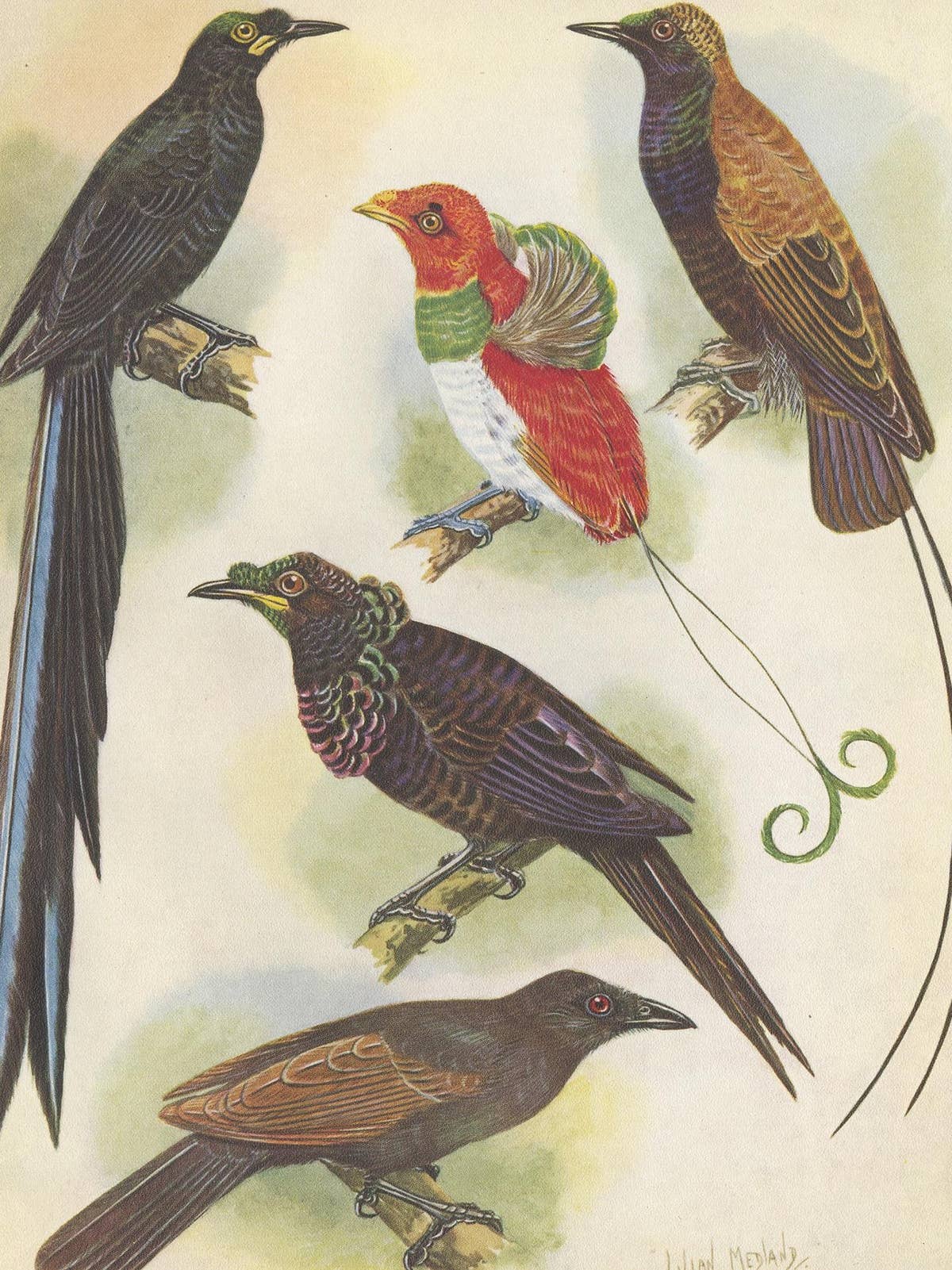 Antique Print of the False-Lobed Longtail and Others, 1950