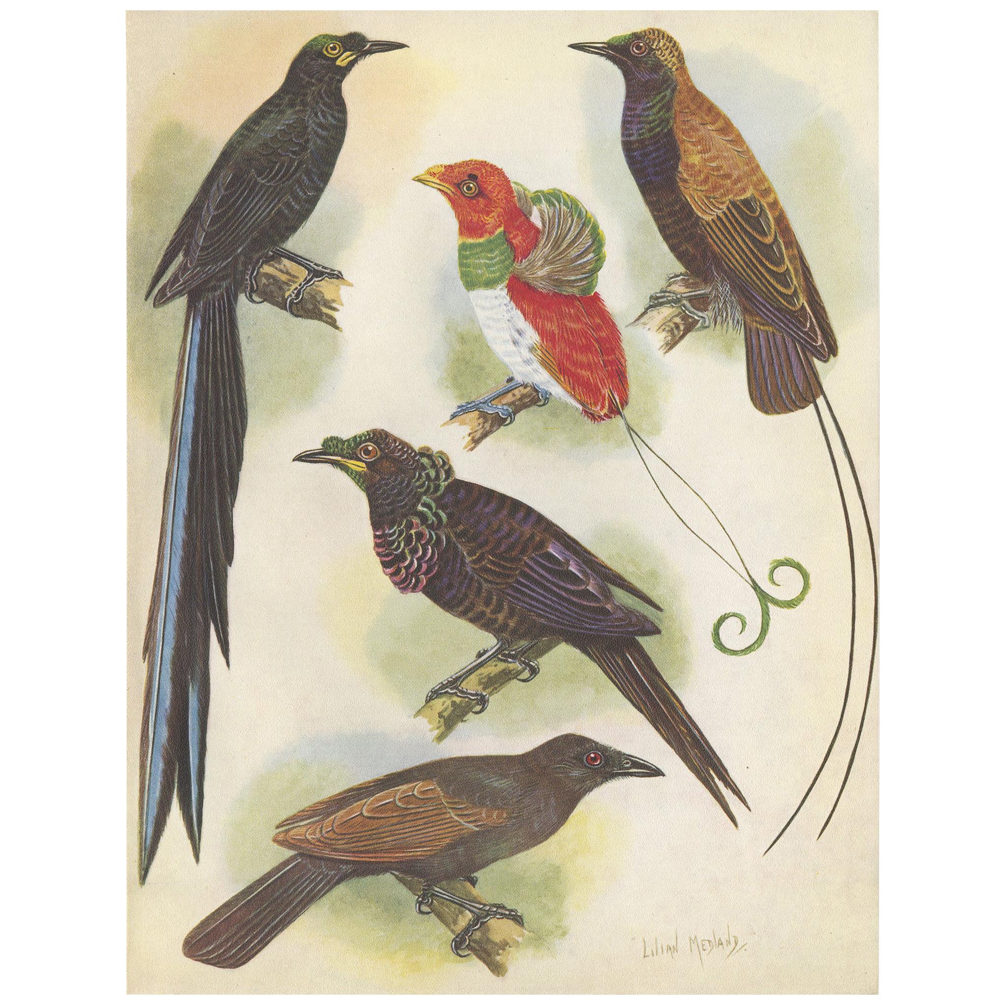 Antique Print of the False-Lobed Longtail and Others, 1950