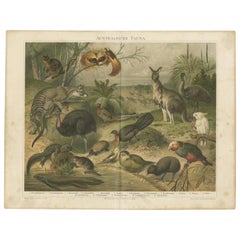 Antique Print of the Fauna of Australia by Meyer, 'c.1895'