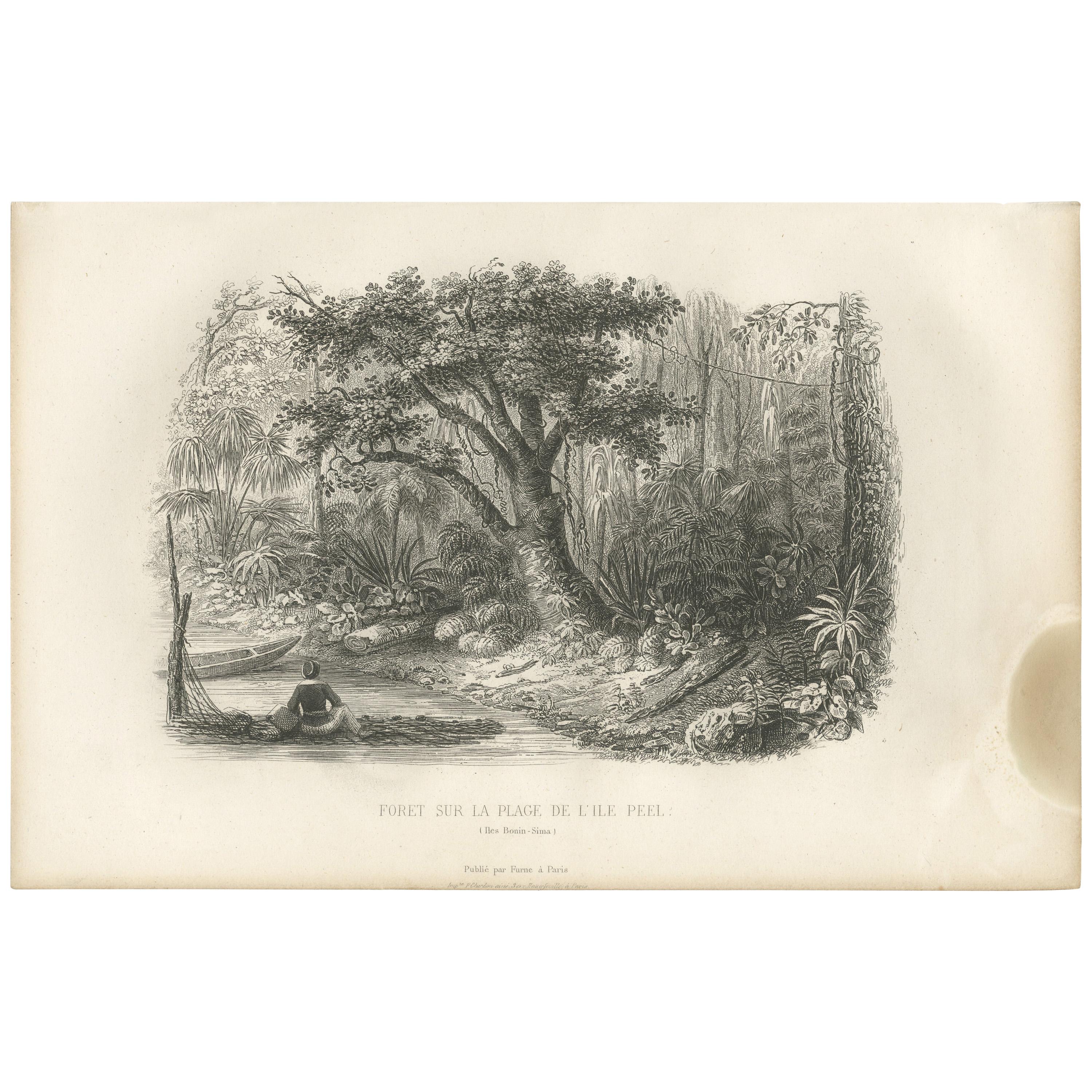 Antique Print of the Forest of the Bonin Islands by D'Urville, 1853 For Sale