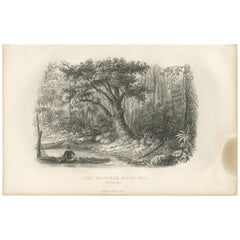 Antiker antiker Druck des Waldes der Bonin-Inseln von D'Urville, 1853