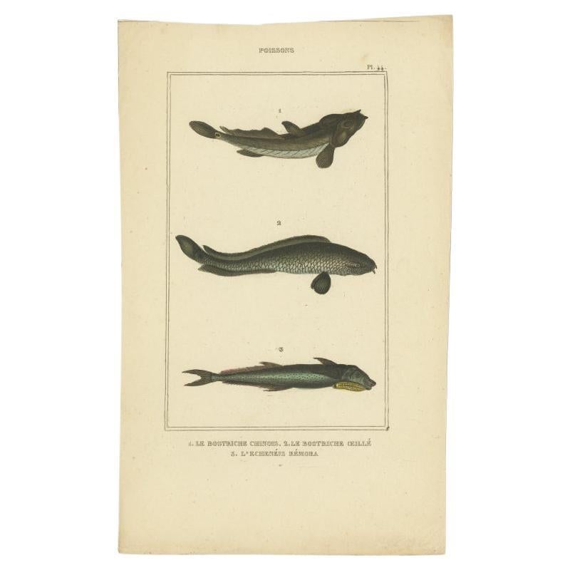 Antique Print of the Four-Eyed Sleeper and Other Fish Species, 1844 For Sale