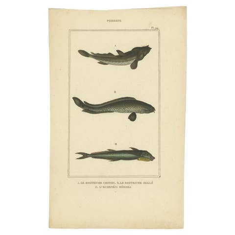 Antique Print of the Four-Eyed Sleeper and Other Fish Species, 1844