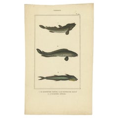 Antique Print of the Four-Eyed Sleeper and Other Fish Species, 1844