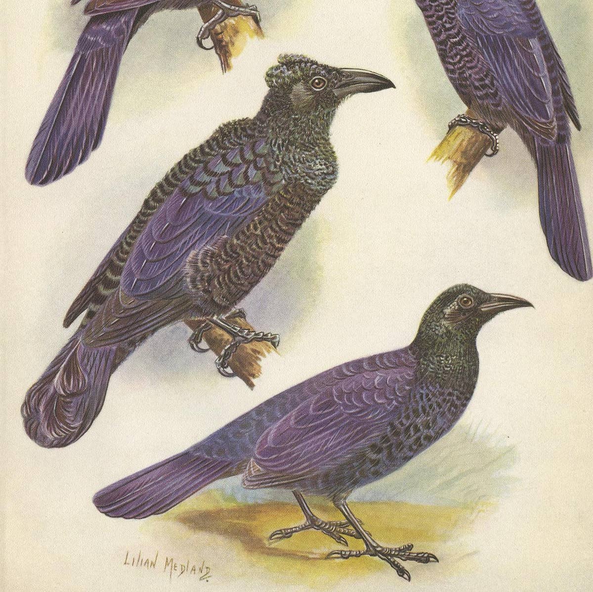 Antique Print of the Glossy-Mantled Manucode and Others '1950'