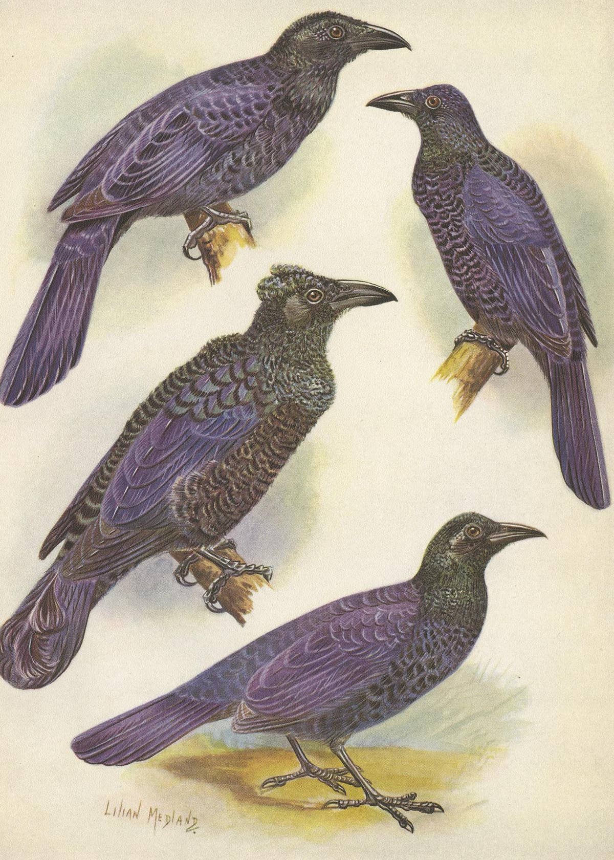 Antique Print of the Glossy-Mantled Manucode and Others '1950'