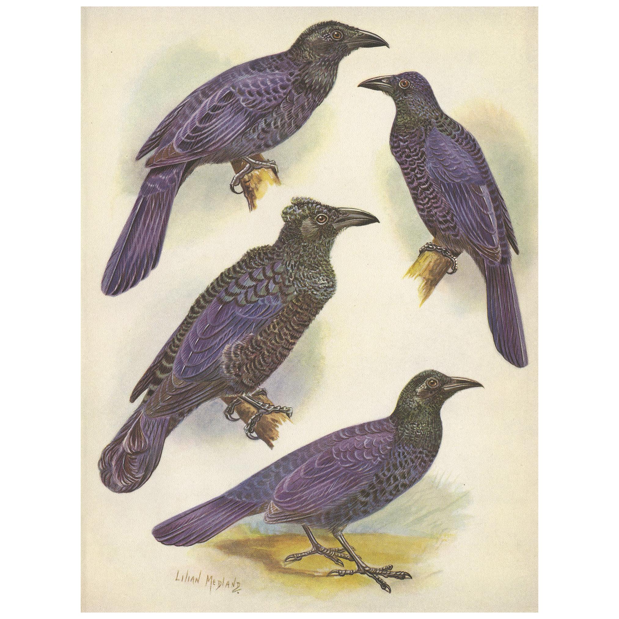 Antique Print of the Glossy-Mantled Manucode and Others '1950' For Sale