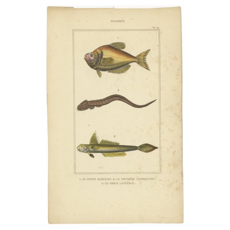 Antique Print of the Goby and Other Fish Species, 1844 For Sale