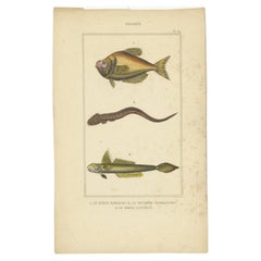 Impression ancienne du Goby et d'autres spécimens de poissons, 1844