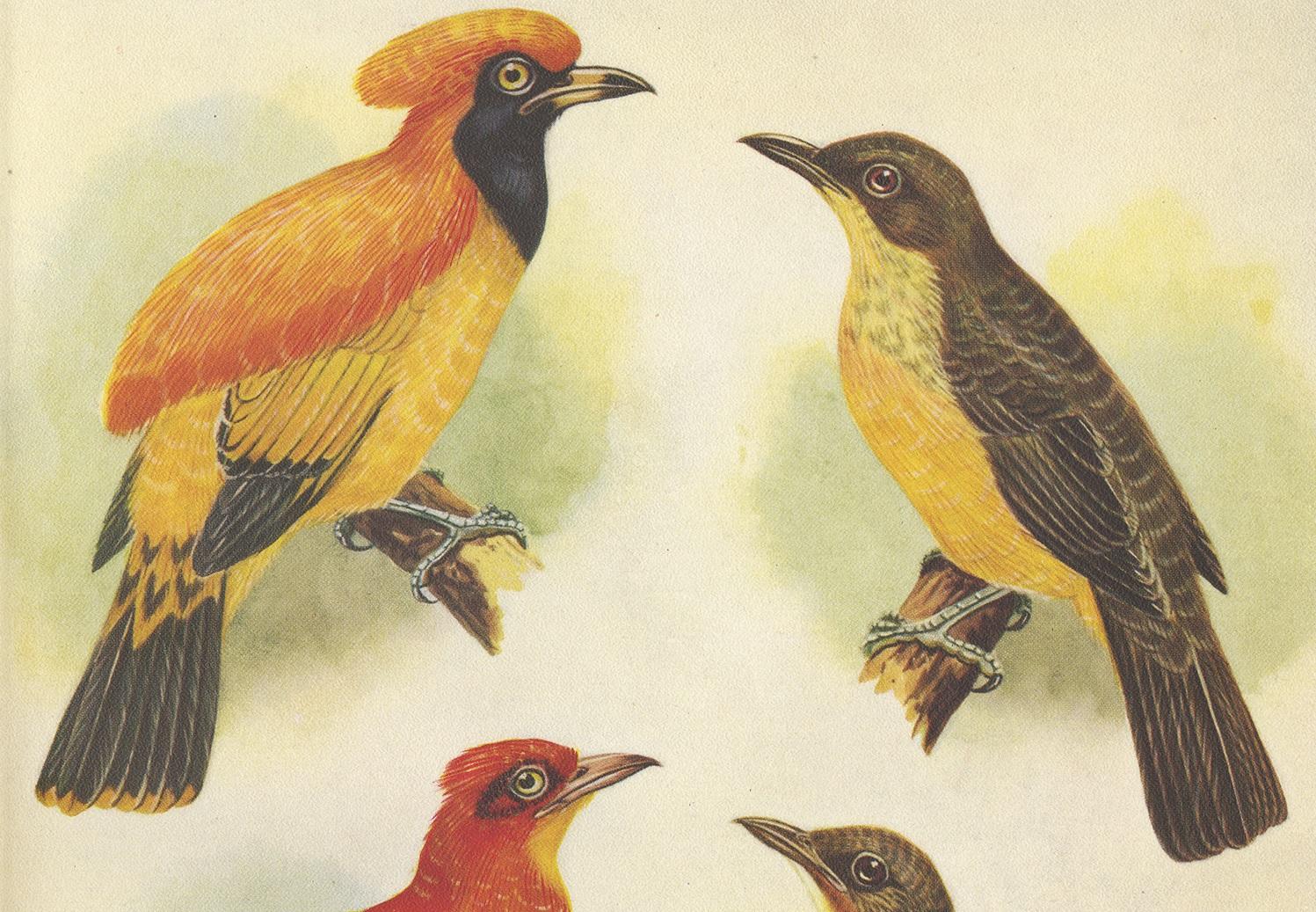 Decorative print illustrating the golden bird and the yellow-throated golden bird. This authentic print originates from 'Birds of Paradise and Bower Birds' by Tom Iredale. With coloured illustrations of Every Species by Lilian Medland. Published in