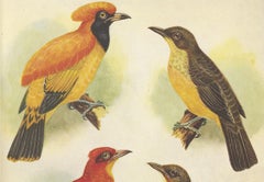 Antique Print of the Golden Bird and the Yellow-Throated Golden Bird, 1950