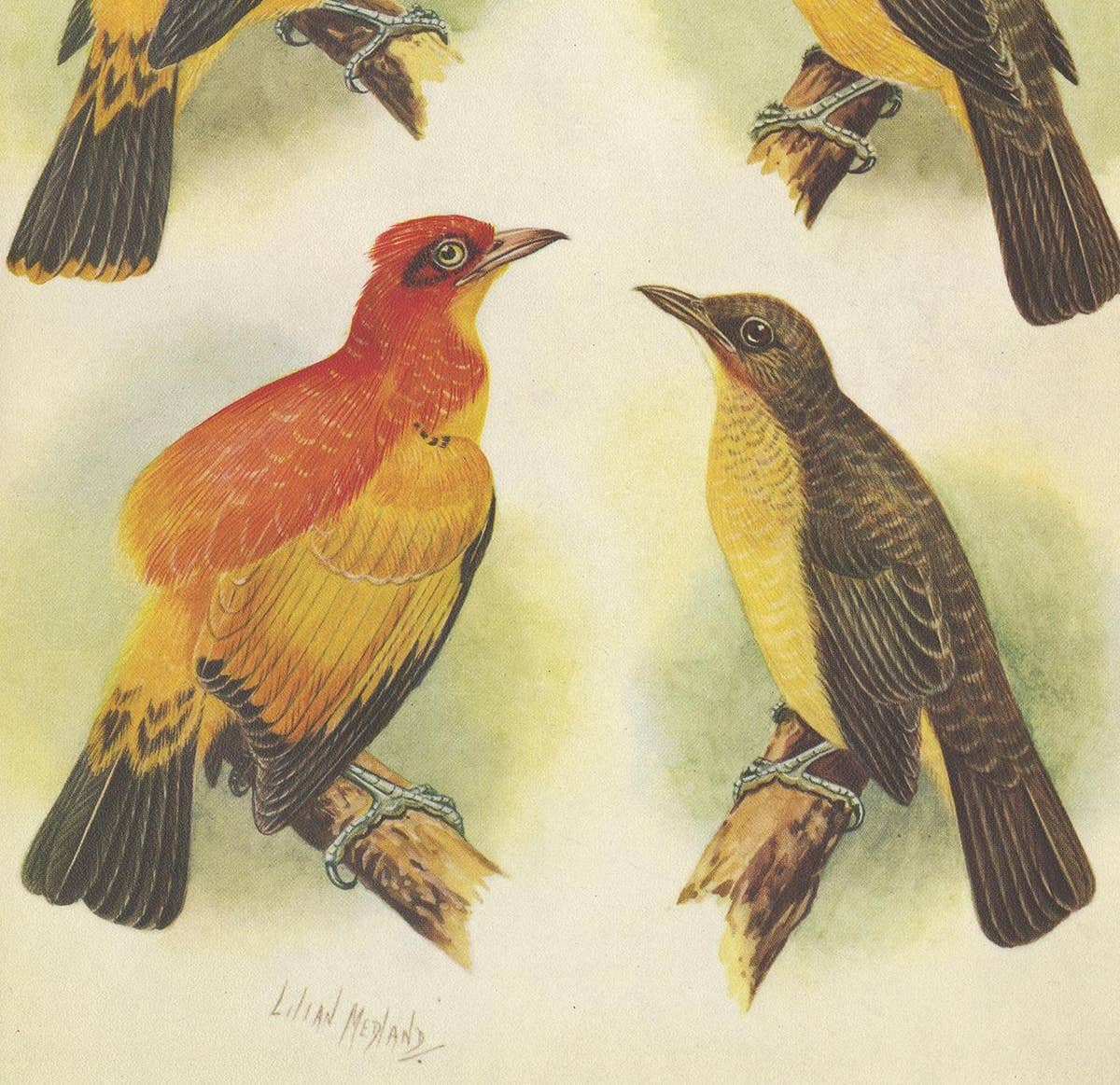 Antique Print of the Golden Bird and the Yellow-Throated Golden Bird, 1950